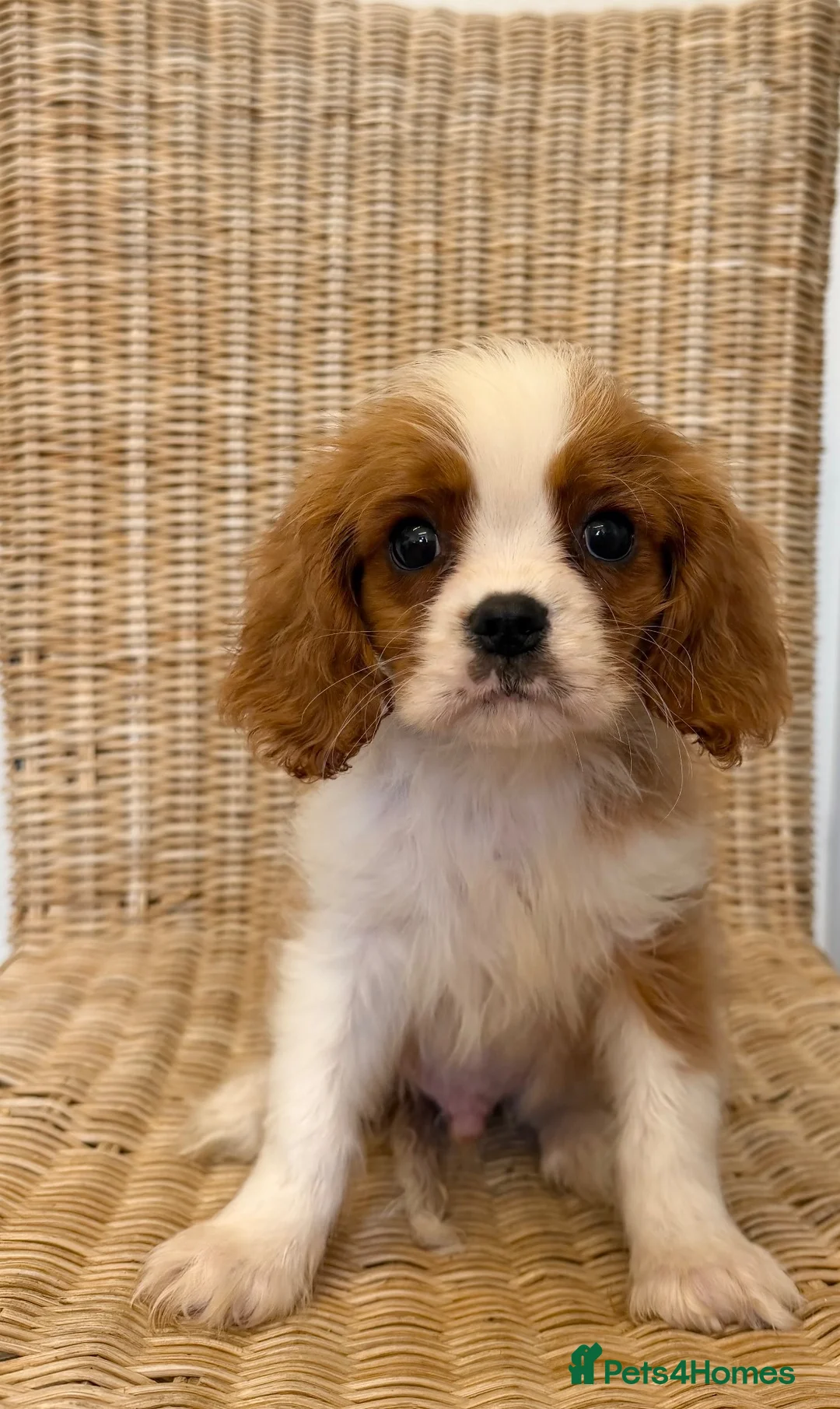 Cavalier King Charles Spaniel dogs for sale: Stunning litter cavalier King Charles  - Advert 1