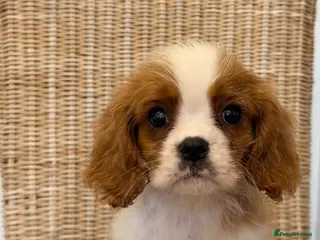 Cavalier King Charles Spaniel dogs Stunning litter cavalier King Charles - Advert 5
