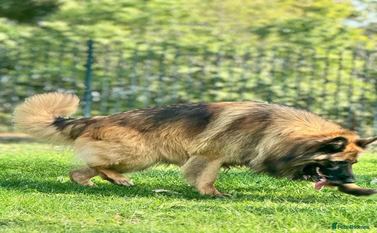 German Shepherd dogs - Advert 1