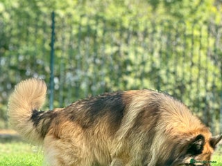 German Shepherd dogs - Advert 2