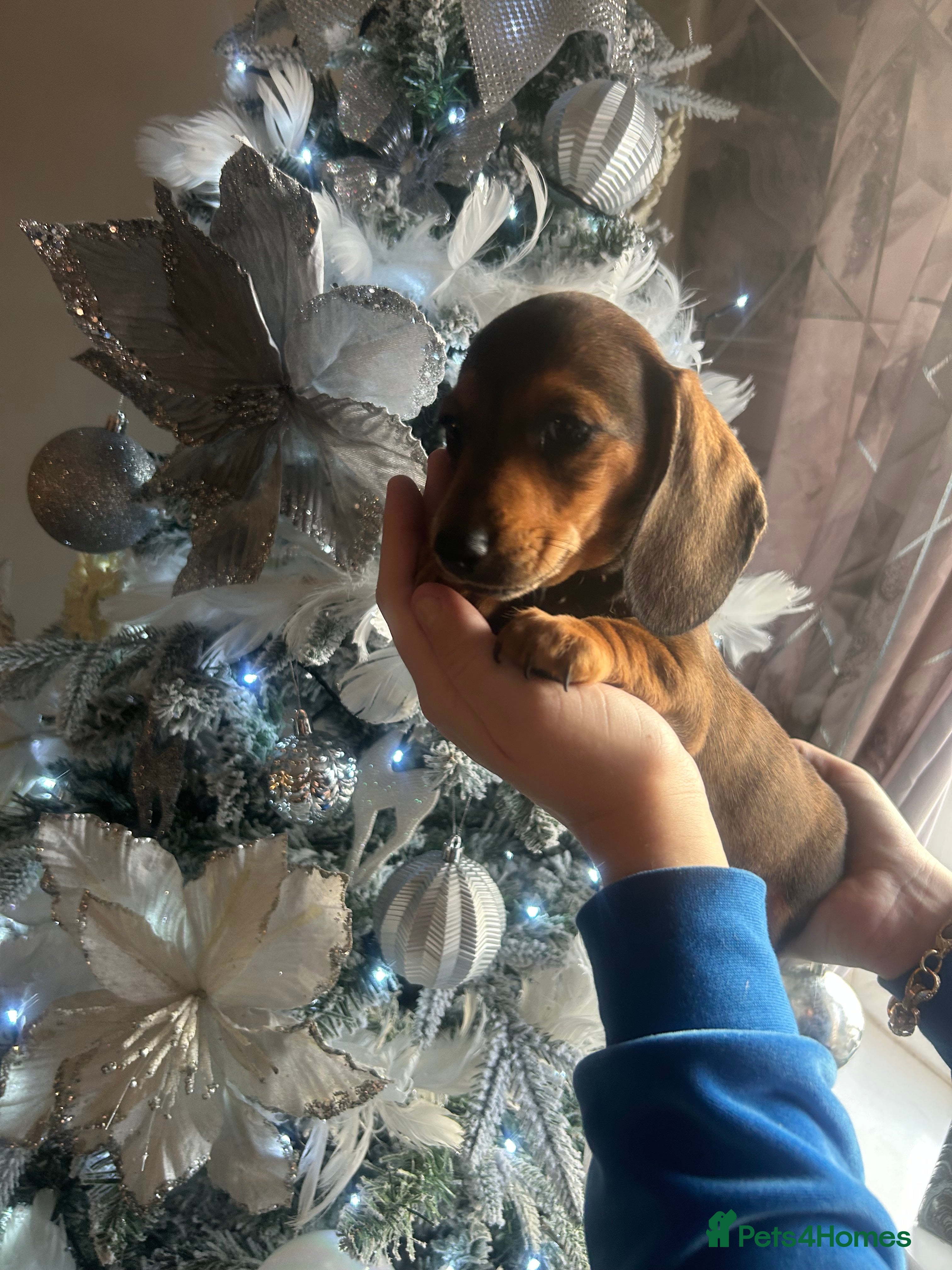 Miniature Dachshund dogs Miniature dachshund puppy’s READY TO LEAVE - Advert 2