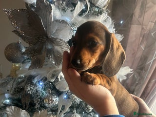 Miniature Dachshund dogs Miniature dachshund puppy’s READY TO LEAVE - Advert 2