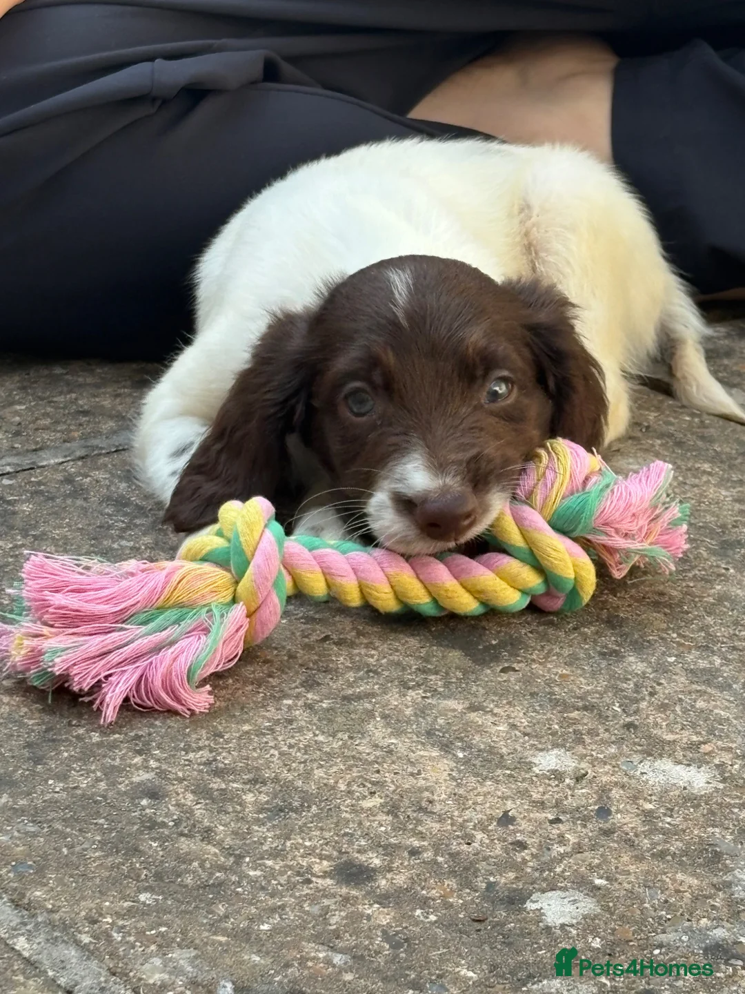 English Springer Spaniel dogs for sale: Springer Spaniel Pup looking for a loving home - Advert 2
