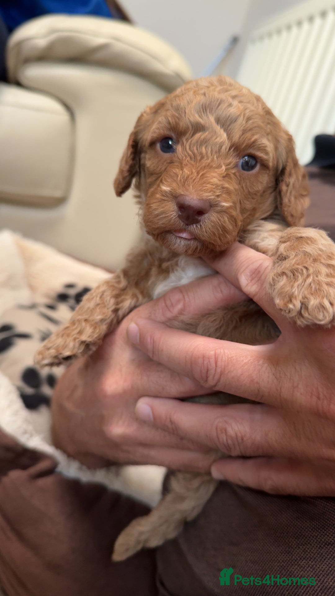 Cockapoo dogs for sale: Adorable cockapoo puppies for sale  - Image 30