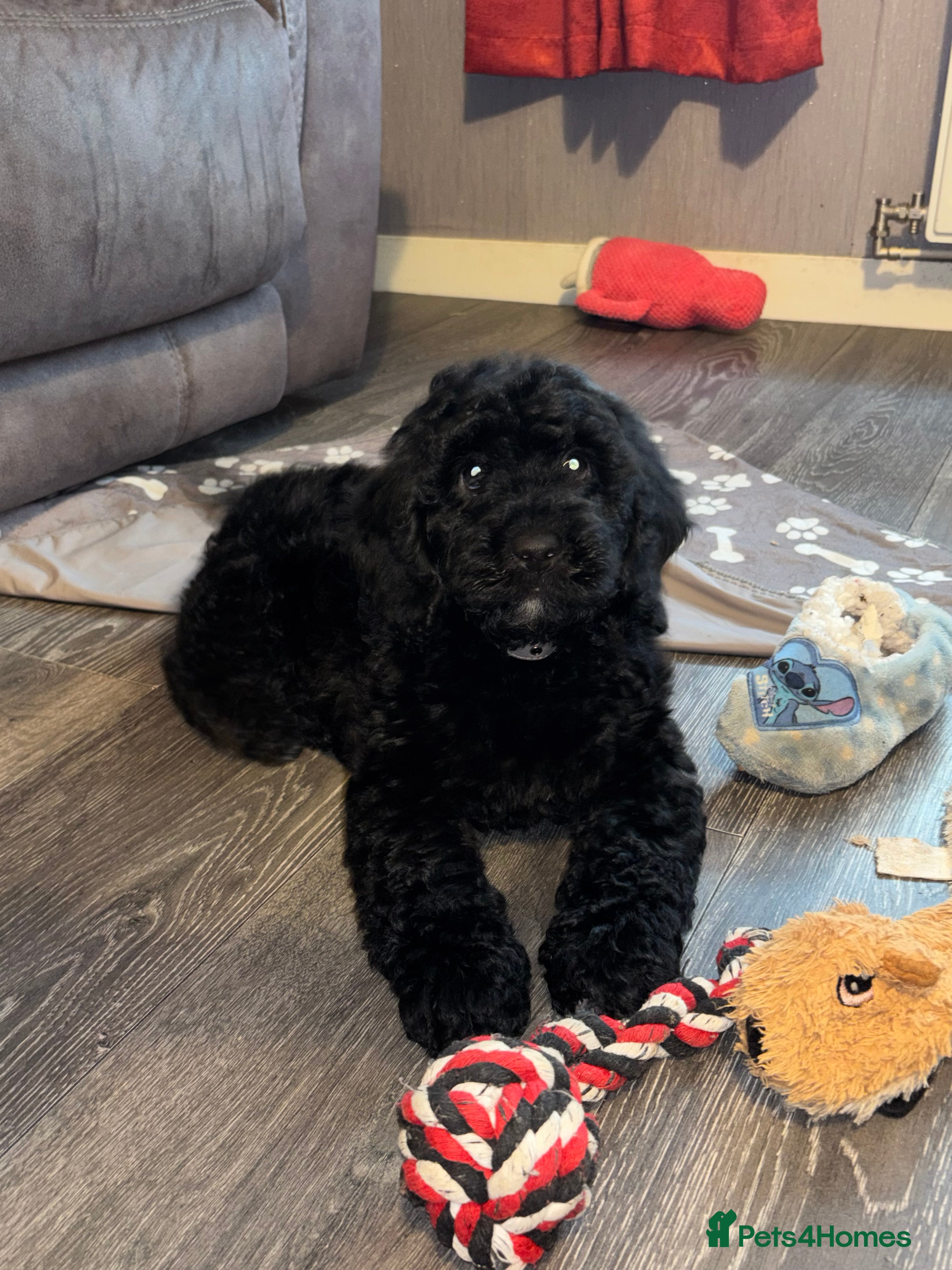 Cockapoo dogs 🐾 Gorgeous COCKAPOO PUPPIES 🐾 - Advert 4