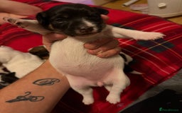 Jack Russell dogs for sale: Jack Russell puppies  - Advert 8