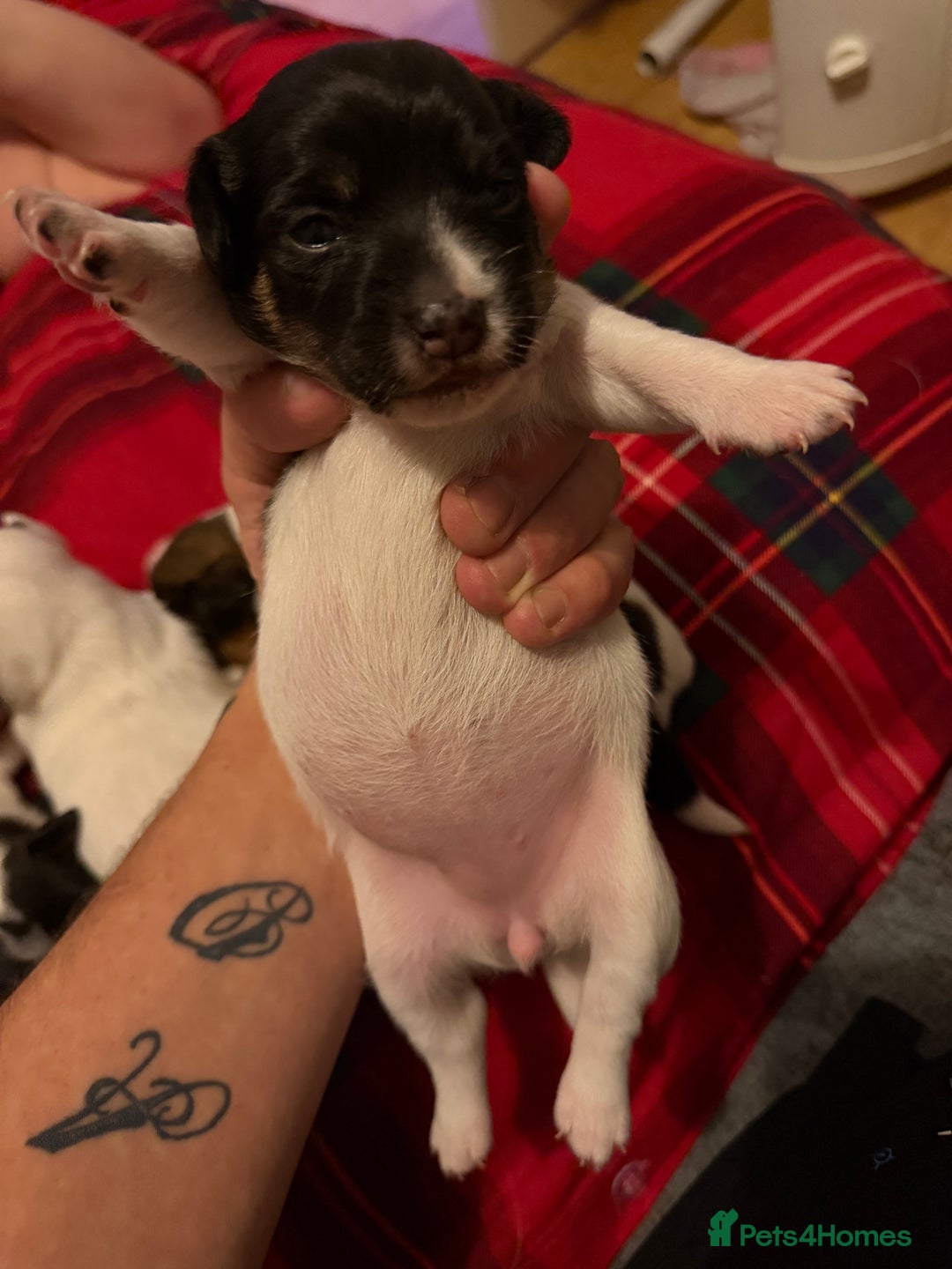 Jack Russell dogs for sale: Jack Russell puppies  - Advert 8