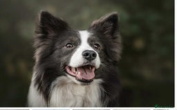 Border Collie dogs for sale: WINNING CRUFTS COMPETITORS. KC REG, HEALTH TESTED - Image 30