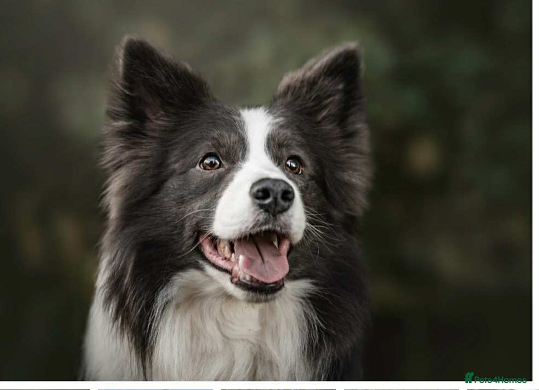 Border Collie dogs for sale: WINNING CRUFTS COMPETITORS. KC REG, HEALTH TESTED - Image 30
