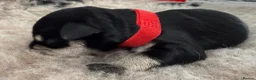 Miniature Schnauzer dogs for sale: Beautiful miniature schnauzers - Advert 14