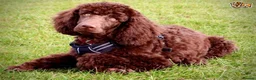 Poodle dogs for stud: Beautiful Cafe Au Lait Moyen Poodle Stud in Warwick - Advert 9