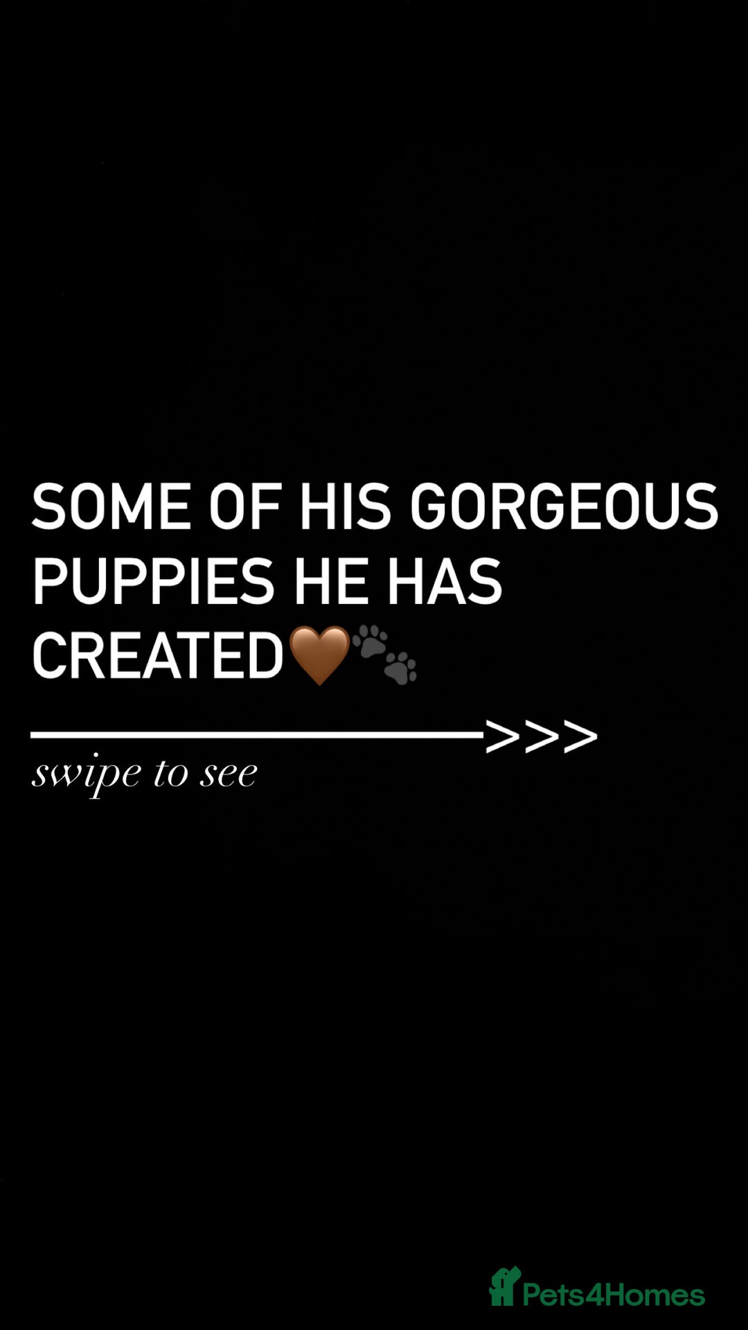 Miniature Poodle dogs for stud: Chocolate brown Miniature Poodle Stud - Advert 10