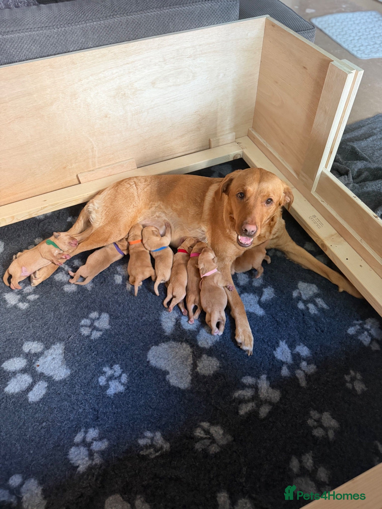 Labrador Retriever dogs KC Registered Fox Red Labrador Puppies - Advert 1