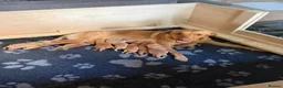 Labrador Retriever dogs for sale: KC Registered Fox Red Labrador Puppies in Honiton - Advert 1