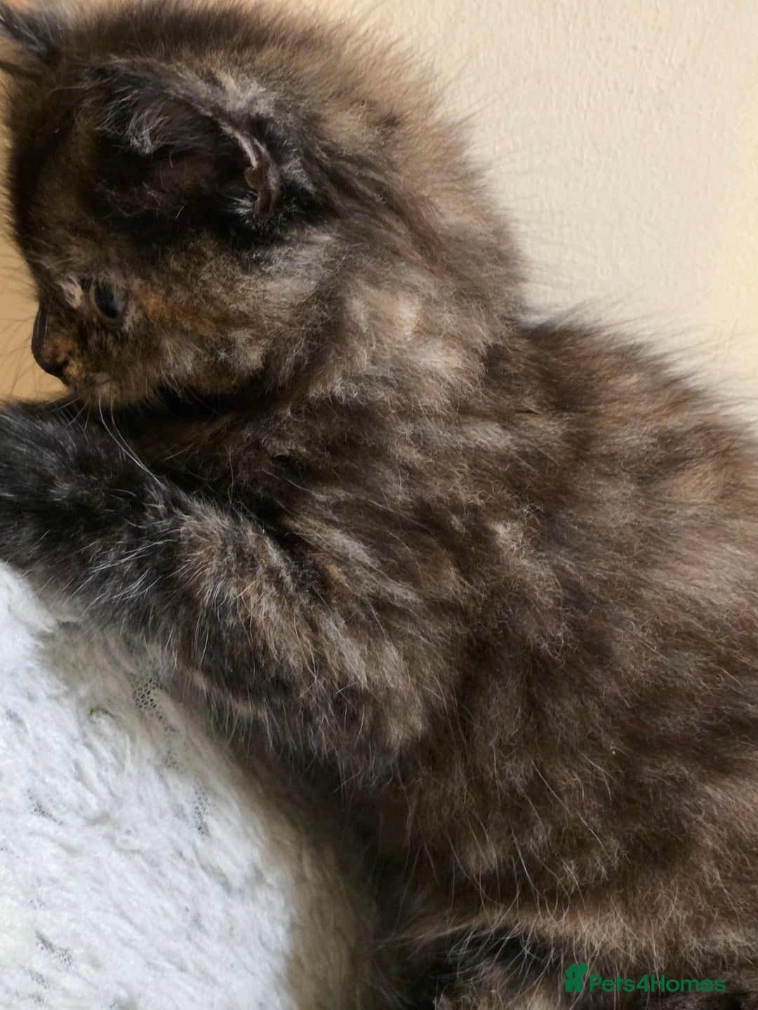 Mixed Breed cats for sale: Adorable longhair and short hair  - Advert 11