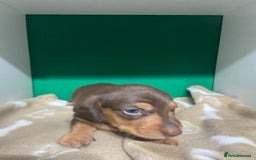 Dachshund dogs for sale: 3 beautiful/stunning dachshund puppies   - Advert 10