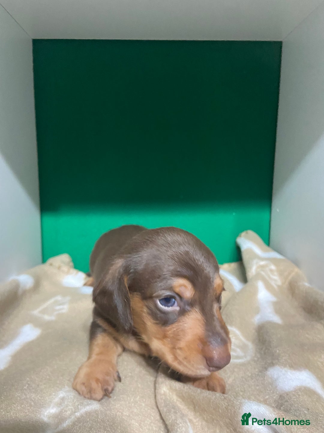 Dachshund dogs for sale: 3 beautiful/stunning dachshund puppies   - Advert 10