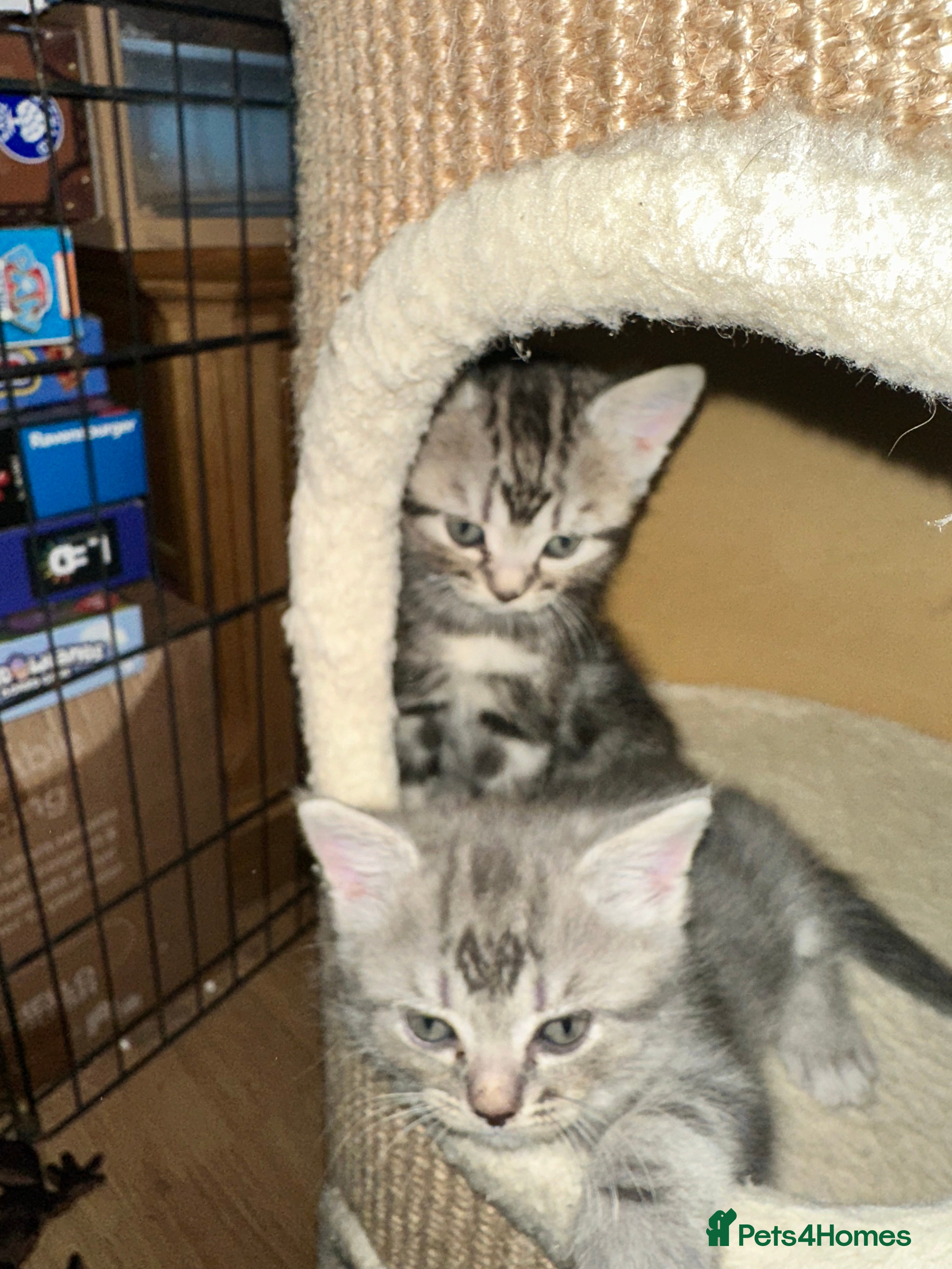 British Shorthair cats Cute British shorthair kittens - Advert 1