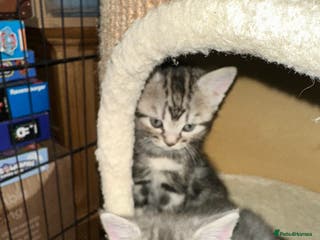 British Shorthair cats Cute British shorthair kittens - Advert 1