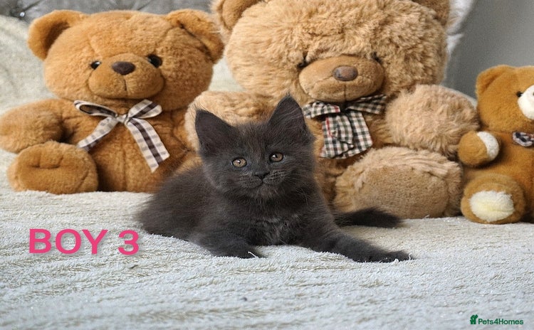 Maine Coon cats - Advert 11