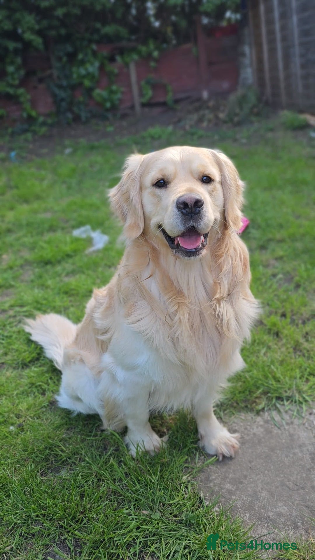 Golden Retriever dogs GORGEOUS Golden Retriever STUD in London - Advert 7