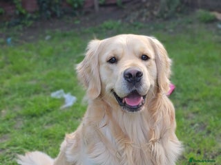 Golden Retriever dogs in London - Advert 1