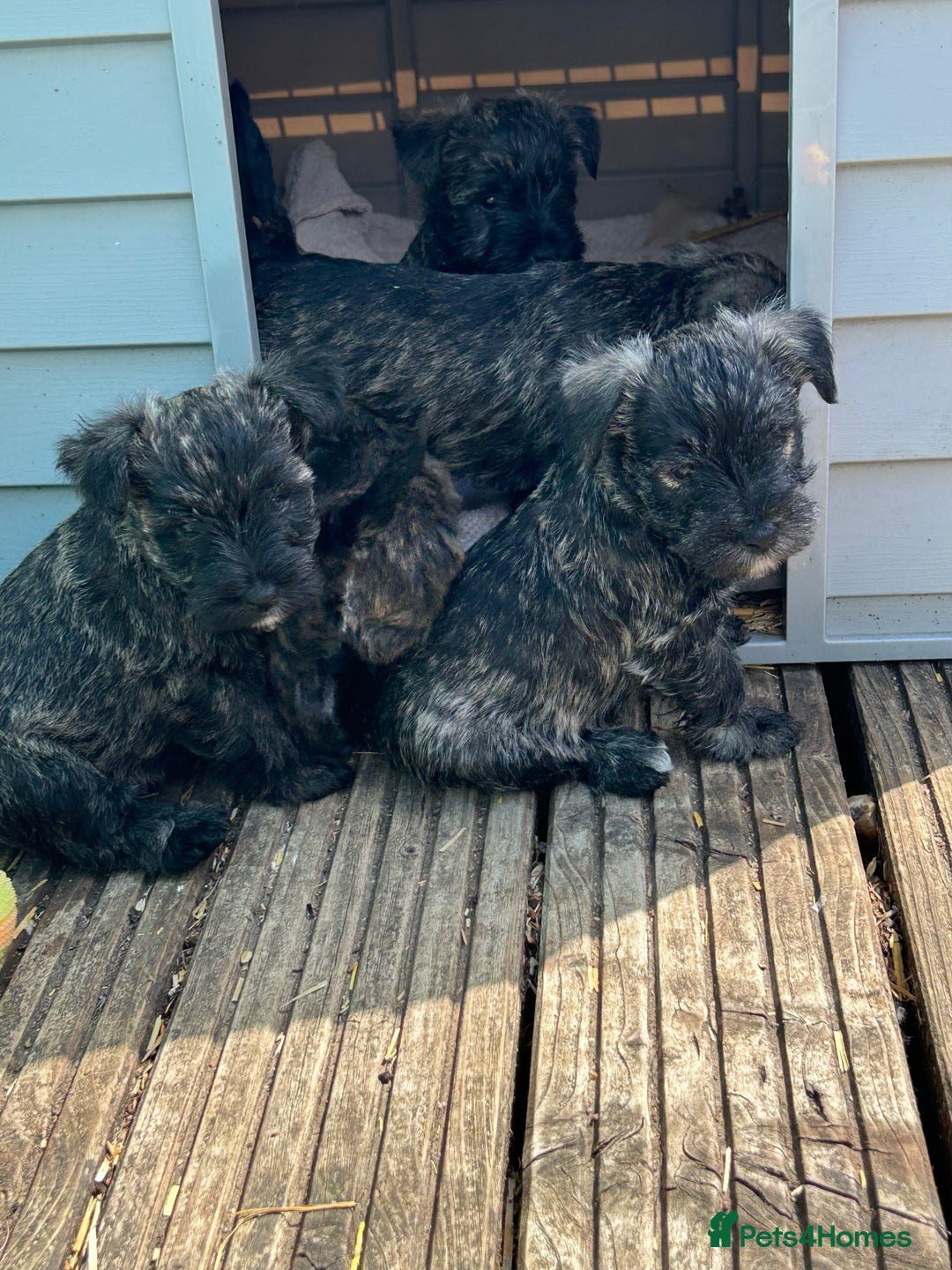 Mixed Breed dogs for sale: Stunning Wowzer pups  - Image 9