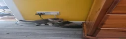 Mixed Breed cats for sale: 3 colour kittens - Advert 11