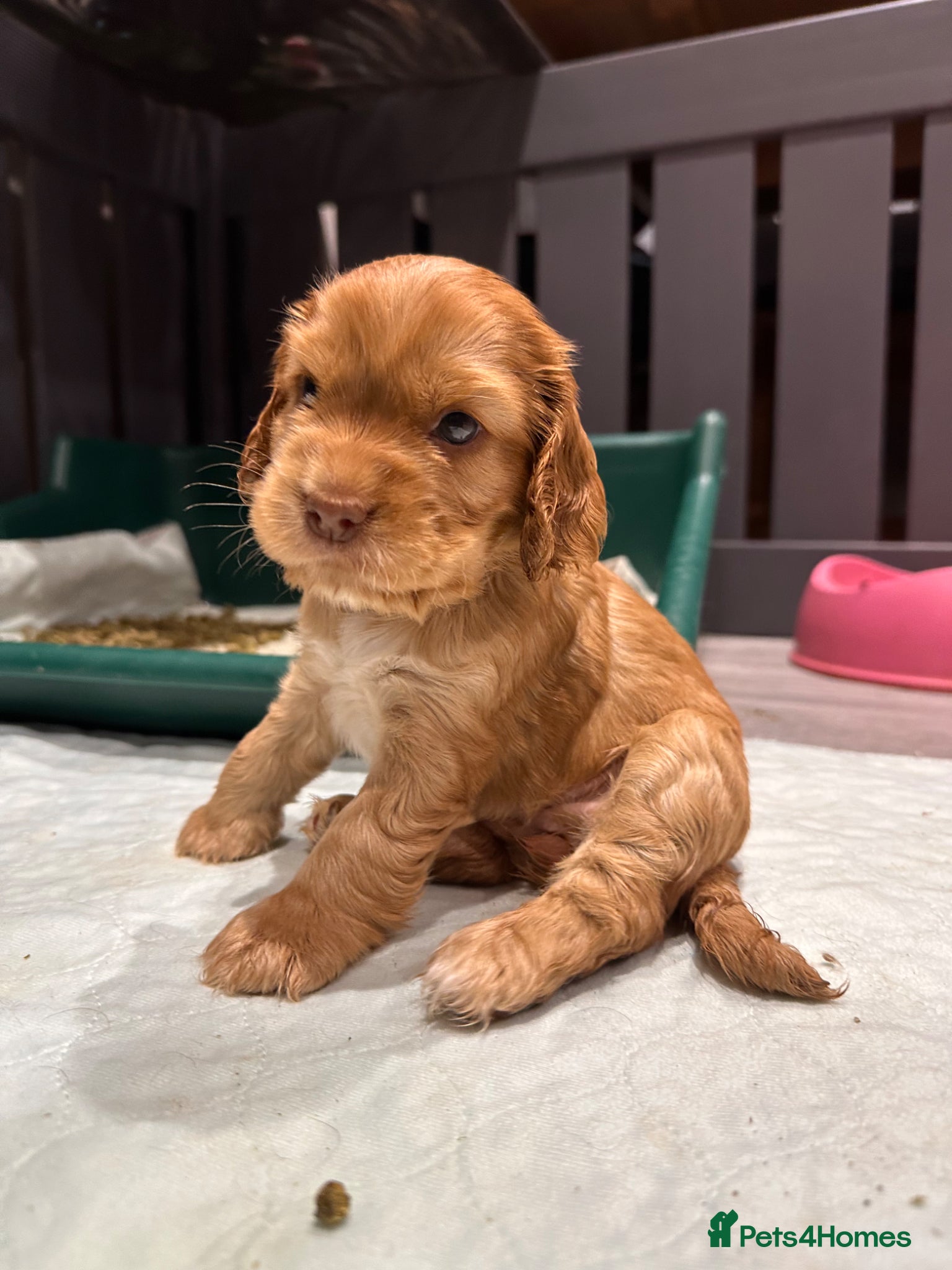 Cocker Spaniel dogs KC Show Cocker Spaniels - 1 girl available  - Advert 6