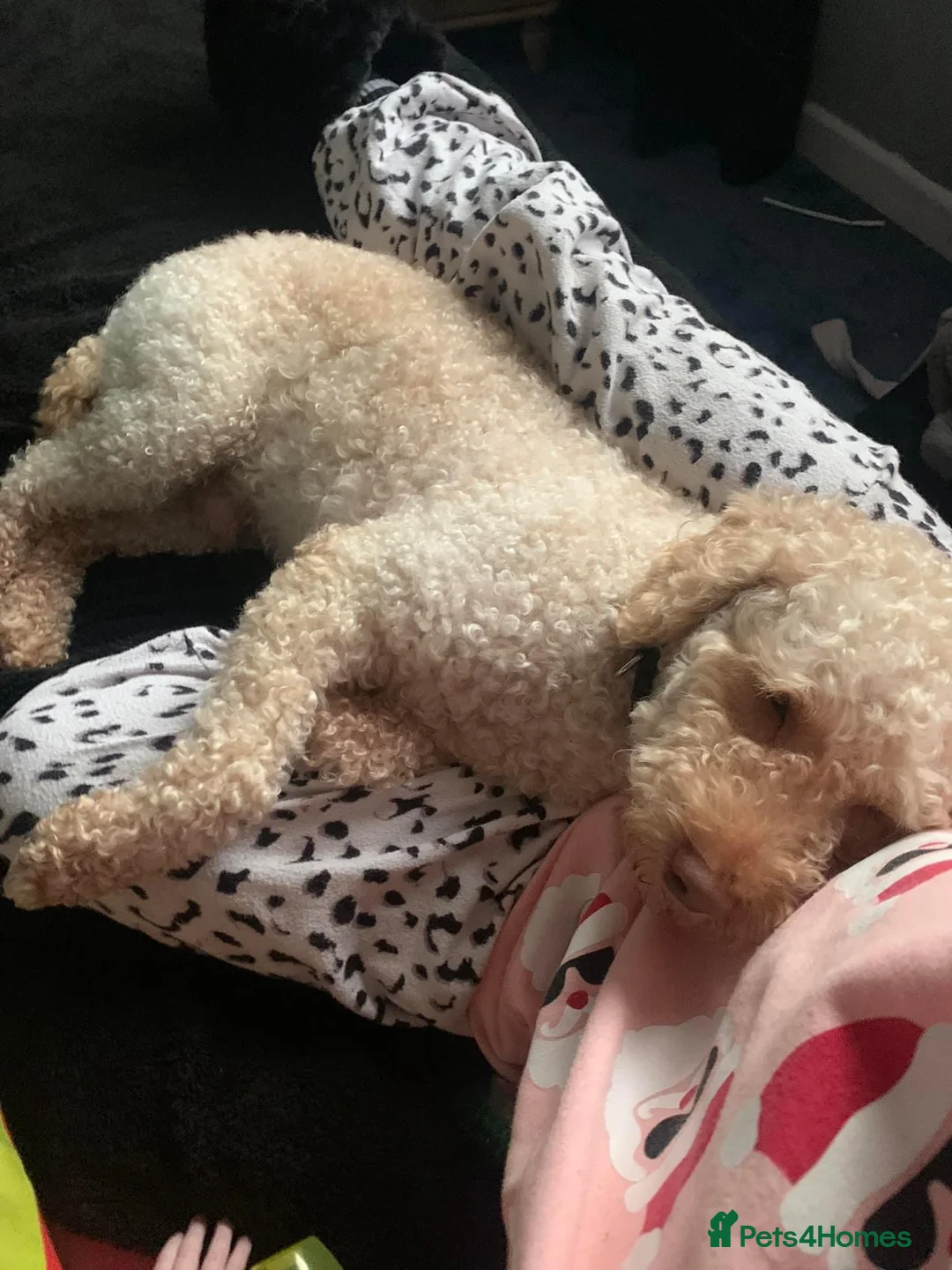 Miniature Poodle dogs for stud: Apricot miniature poodle stud Health tested in Durham - Advert 2