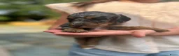 Cockapoo dogs for sale: Chocolate &Blue Merle, Tricolour & black cockapoos in Carlisle - Advert 4