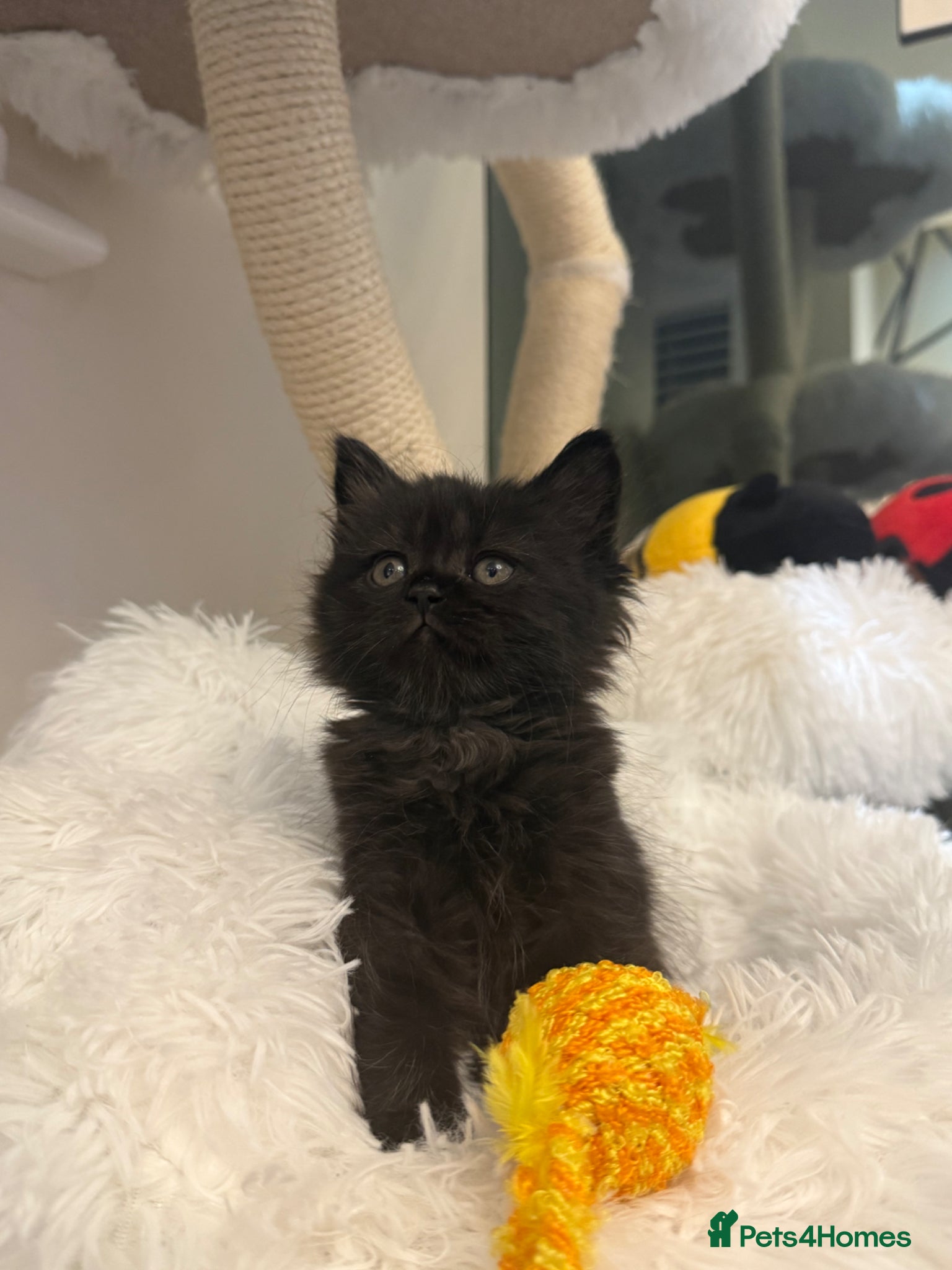 Mixed Breed cats Long haired Himalayan cross kittens - Advert 1