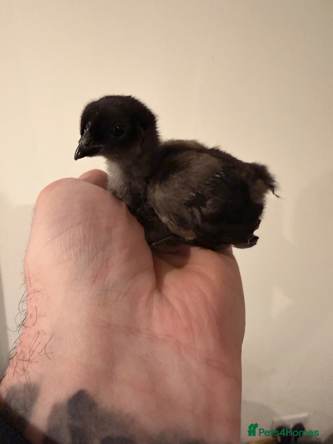 Chickens poultry for sale: Various chicks available  - Advert 1