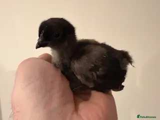 Chickens poultry Various chicks available - Advert 1