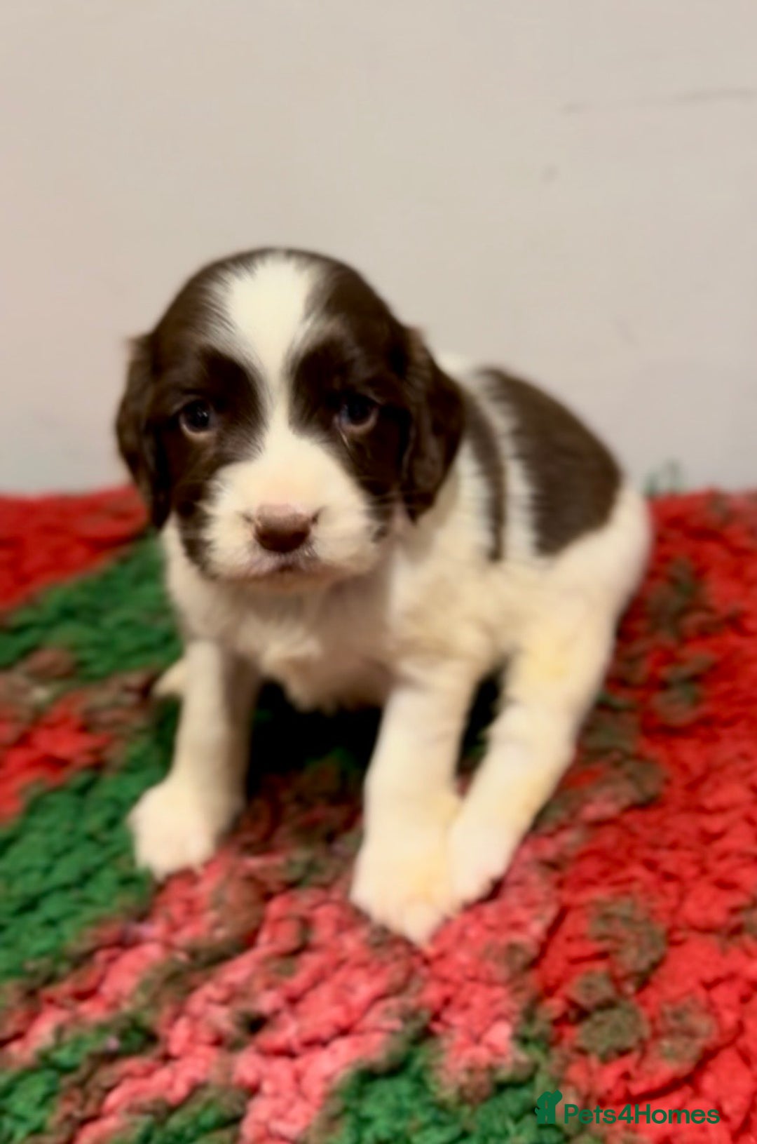 English Springer Spaniel dogs for sale: KC Working English springer spaniel puppies - Advert 5