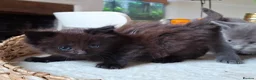 Mixed Breed cats for sale: FLUFFY MAINE COON CROSS KITTENS - Advert 26