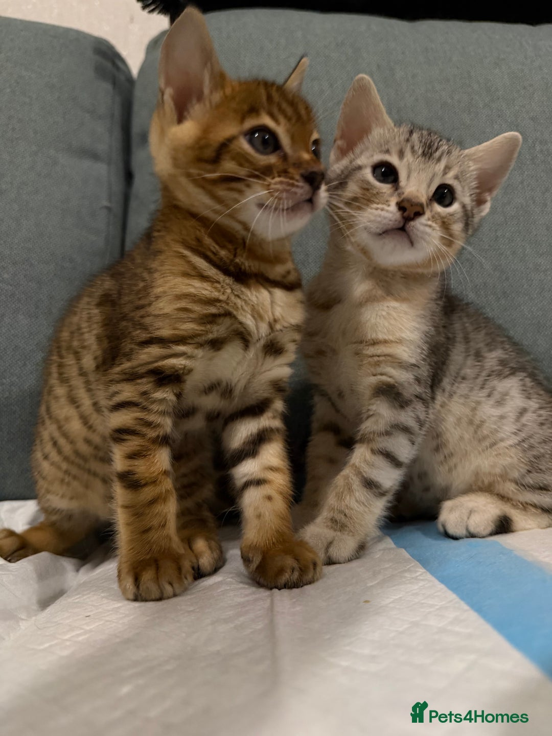 Bengal cats for sale: Bengal kitten. ONLY 2 left - Advert 17