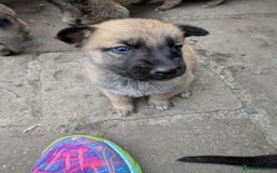Mixed Breed dogs for sale: Beautiful German shepherd cross mali  - Image 9