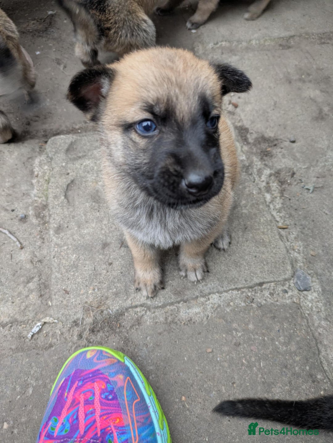 Mixed Breed dogs for sale: Beautiful German shepherd cross mali  - Image 9