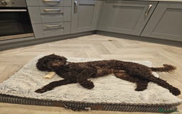 Cockapoo dogs for sale: 12 month old male cockapoo - Image 4