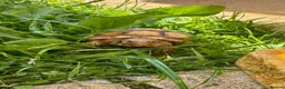 Tortoise reptiles for sale: Sulcata Tortoise 1.5yrs old in Rochdale - Advert 4