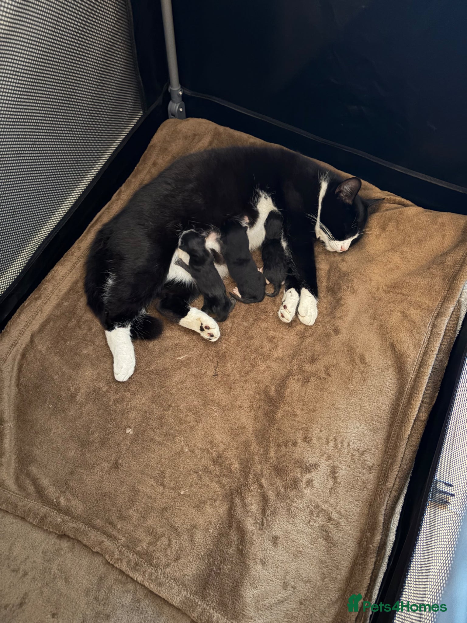 Mixed Breed cats 2 kittens up for sale  - Advert 1