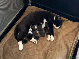 Mixed Breed cats 2 kittens up for sale - Advert 10