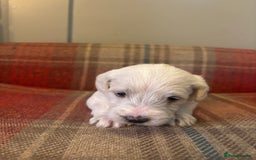 Schnoodle dogs for sale: Beautiful Schnoodle Puppies KC Reg Parents!!  - Image 19
