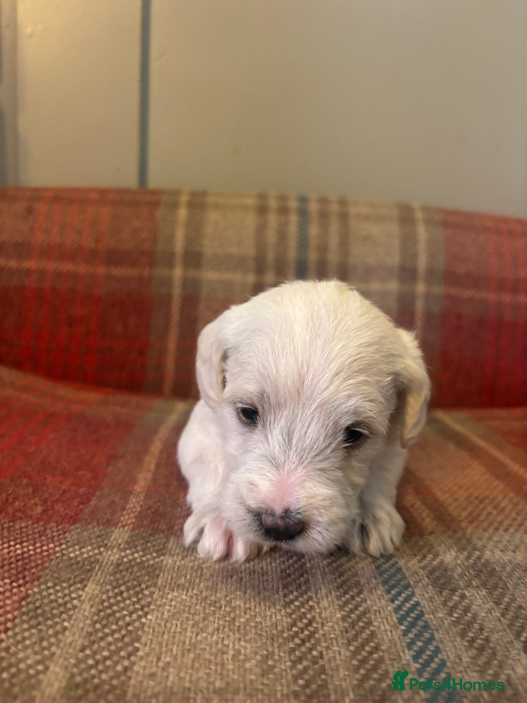 Schnoodle dogs for sale: Beautiful Schnoodle Puppies KC Reg Parents!!  - Image 19