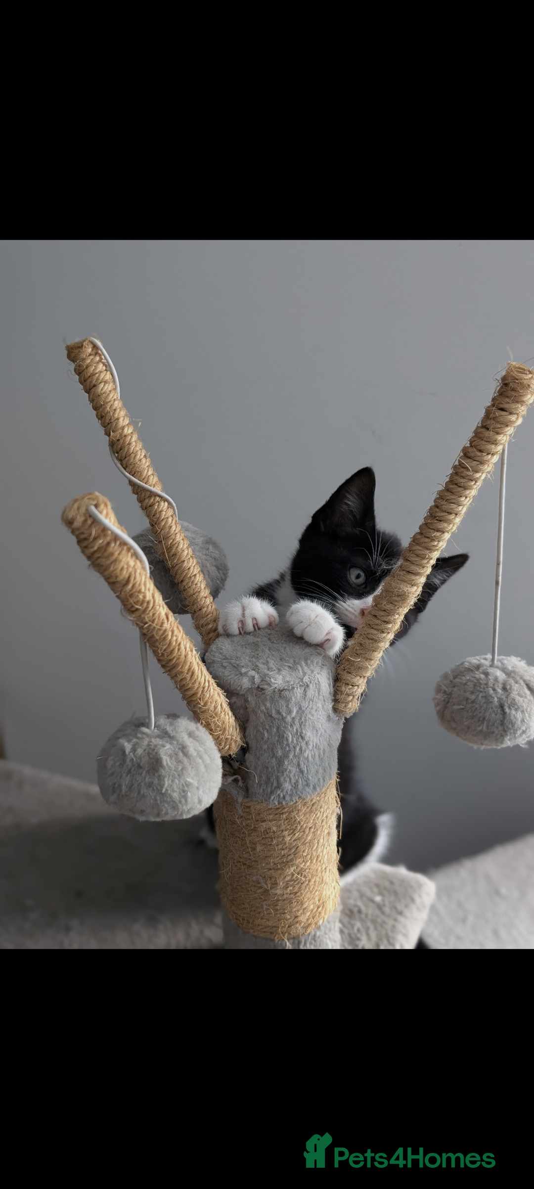 Mixed Breed cats for sale: Healthy kittens - READY NOW ( 8 weeks old )  - Image 3