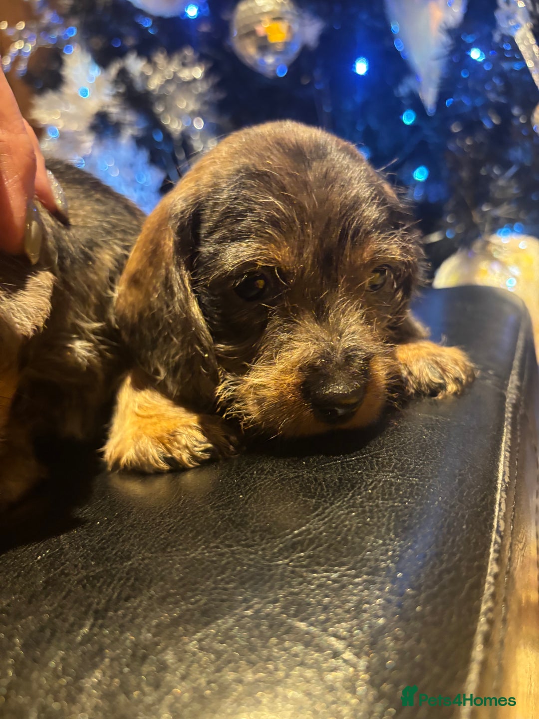 Miniature Dachshund dogs for sale: Wire Haired Dachshunds  - Advert 12