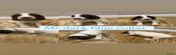 English Springer Spaniel dogs for sale: KC Registered English Springer Spaniel Puppies - Advert 3