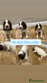 English Springer Spaniel Mr Dark Blue