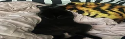Mixed Breed cats for sale: Female cat  - Advert 8